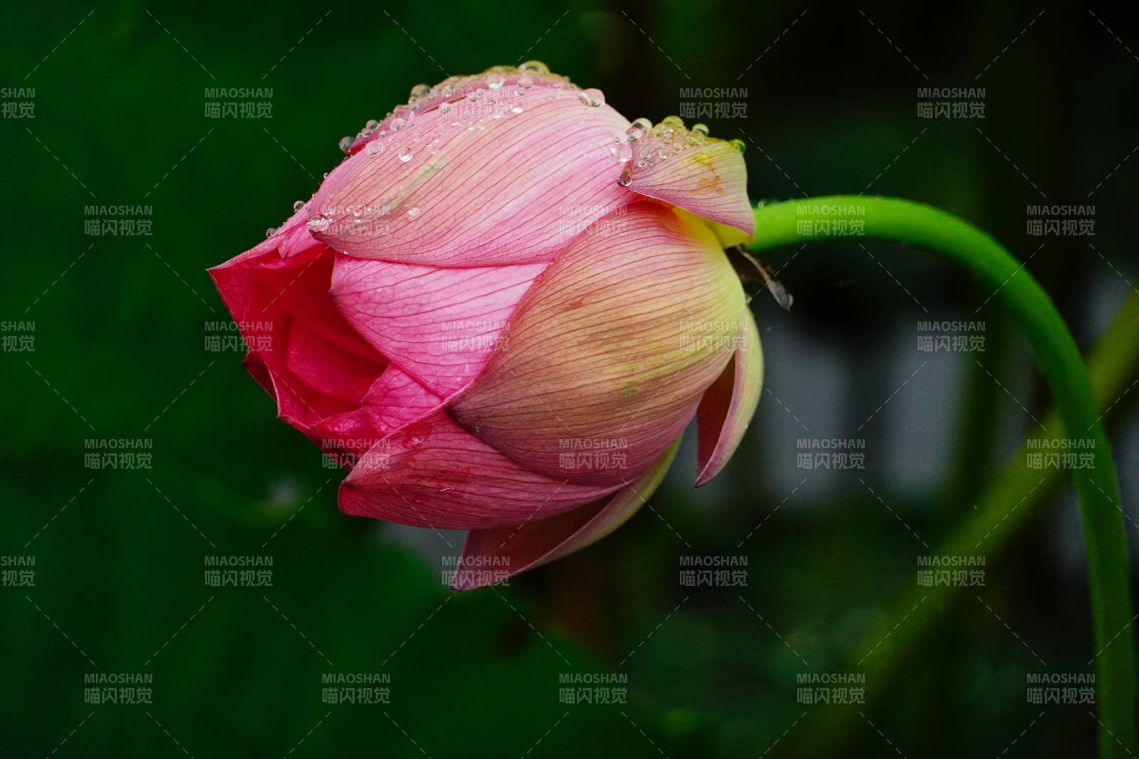 雨后粉莲含苞待放图片