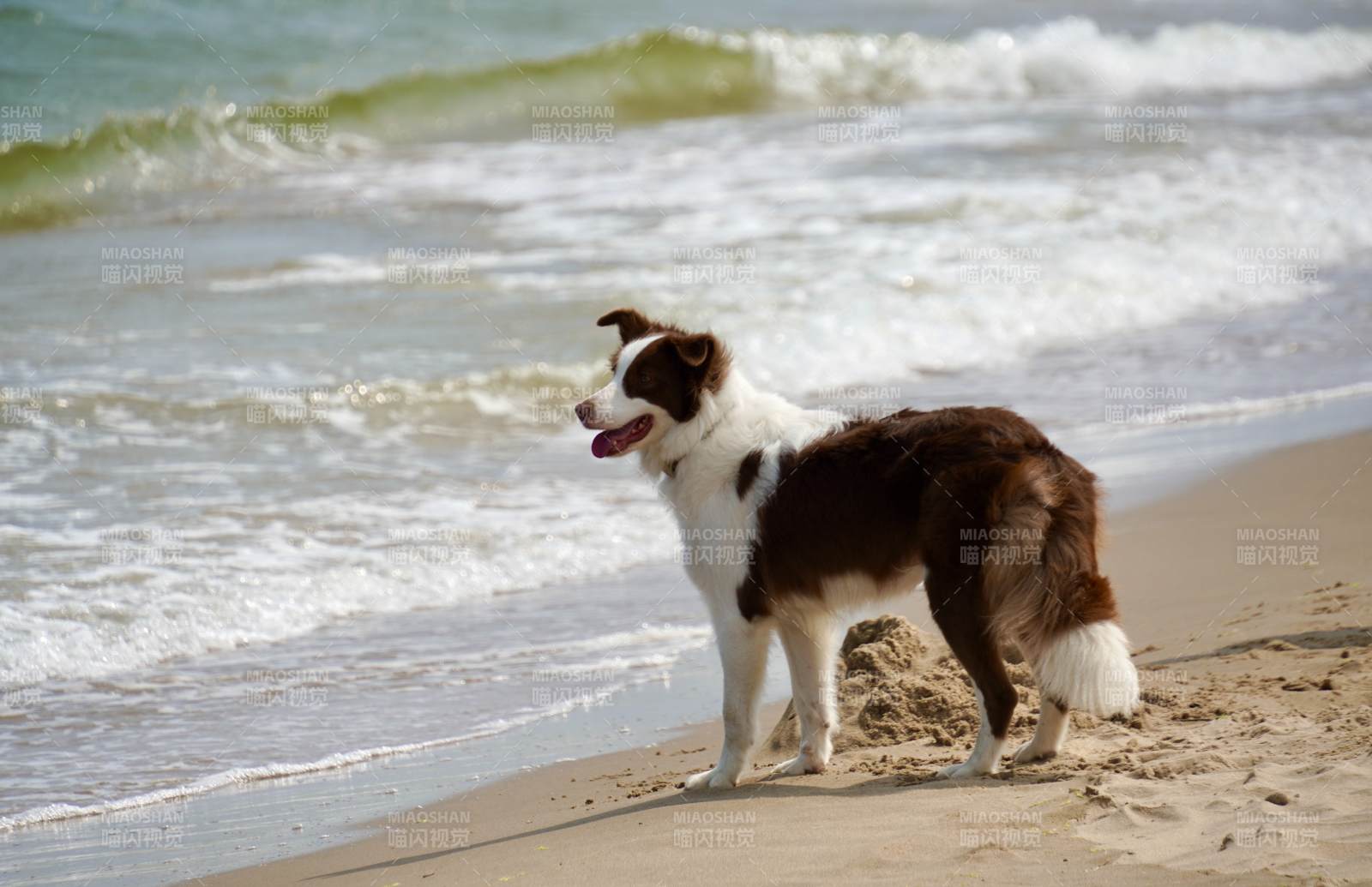 海边嬉戏的狗狗图片