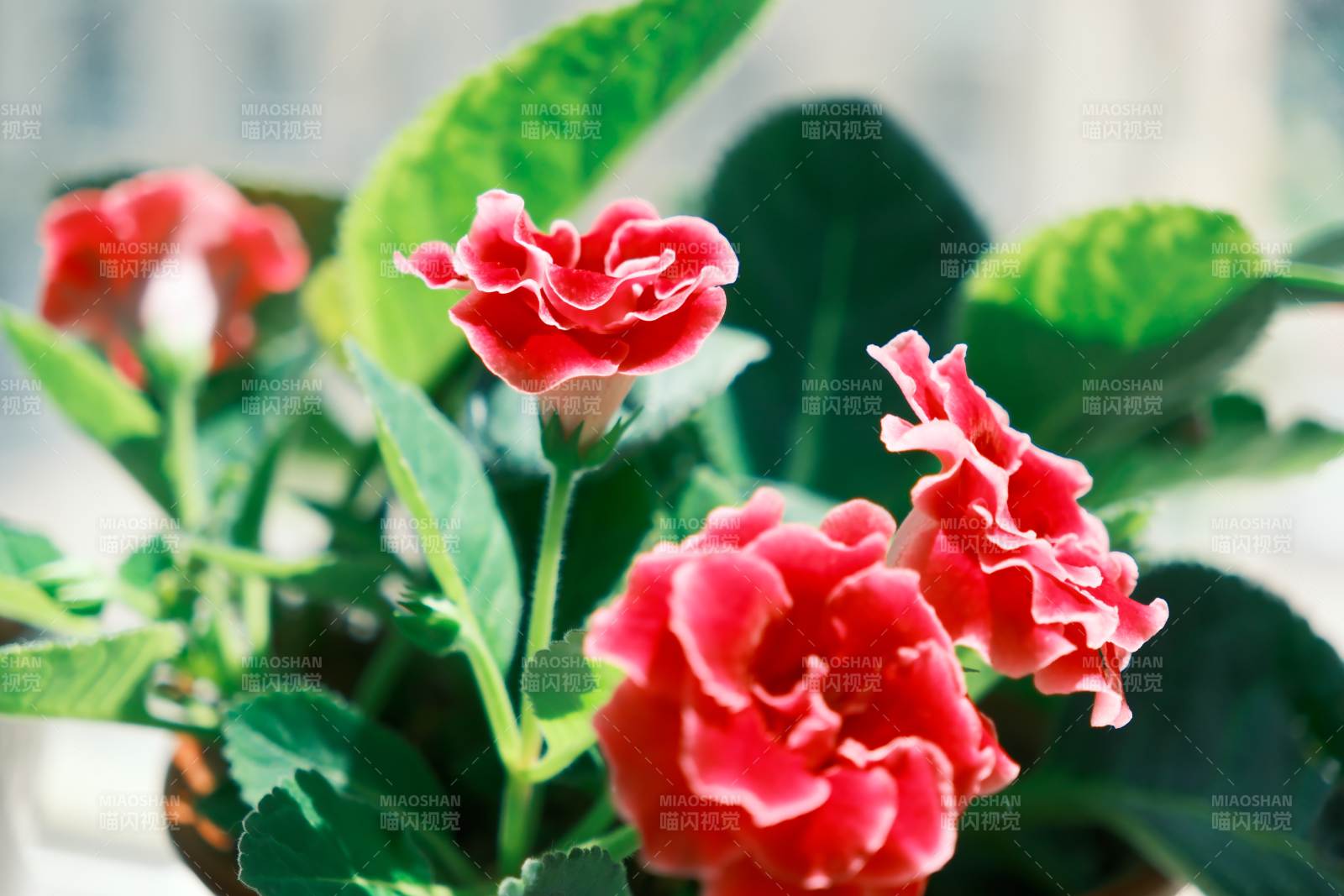 粉色花朵绽放的美丽瞬间图片