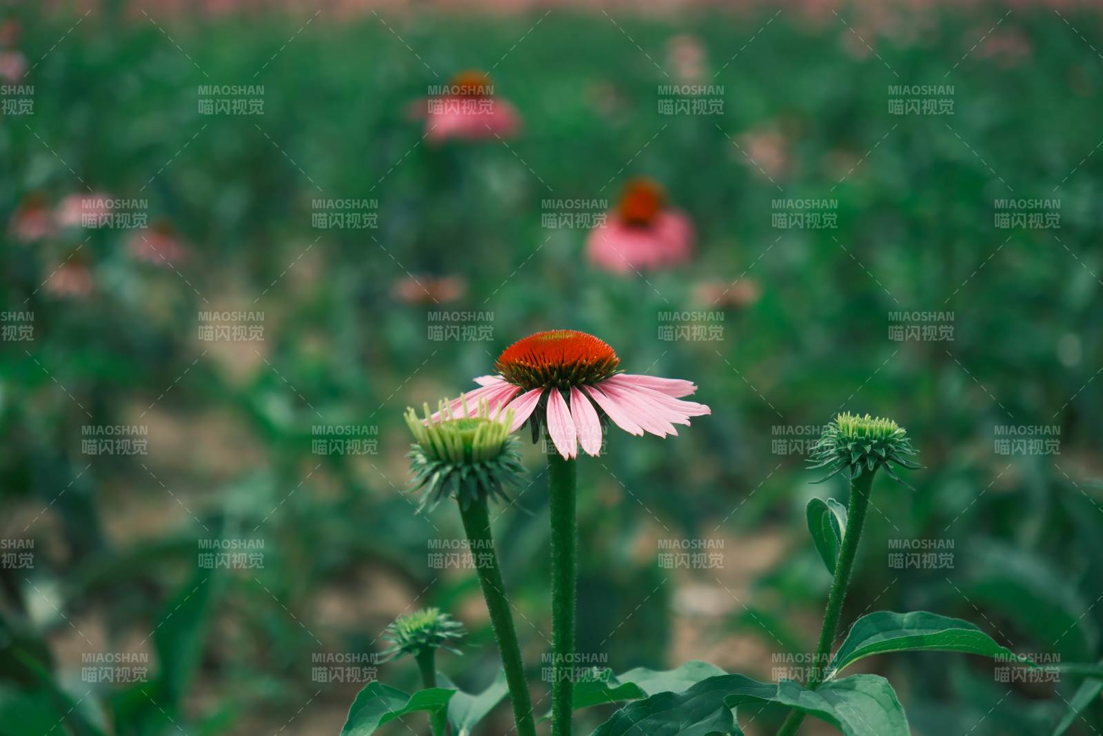 粉色花朵在绿叶中绽放图片