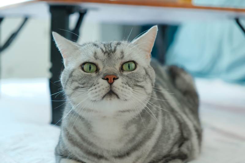 灰色猫咪的可爱瞬间图片