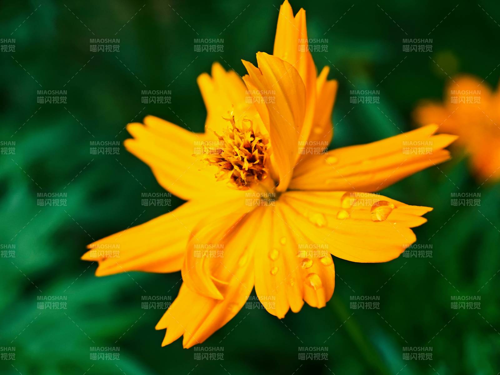 橙色花朵上的露珠图片