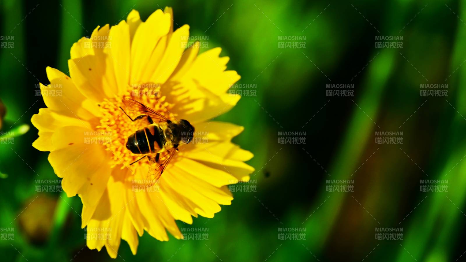 蜜蜂采蜜在黄花上图片