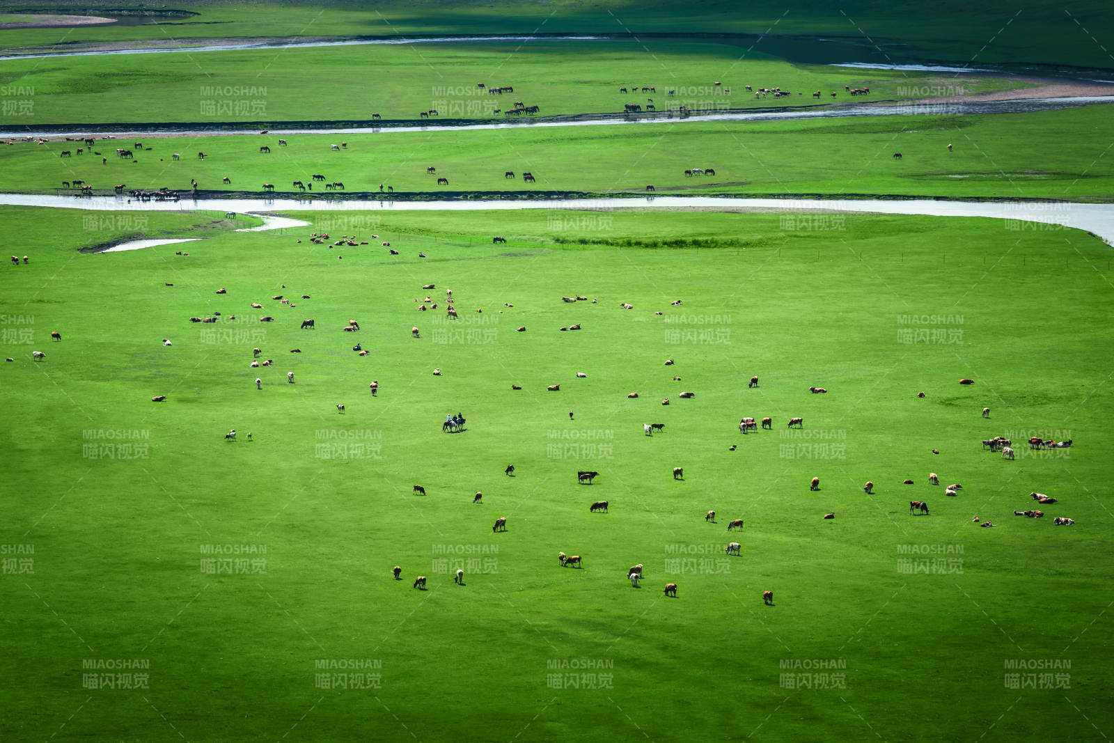 草原上的牛群  莫尔格勒河图片