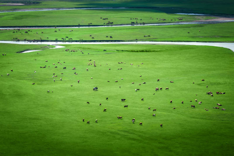 草原上的牛群  莫尔格勒河图片