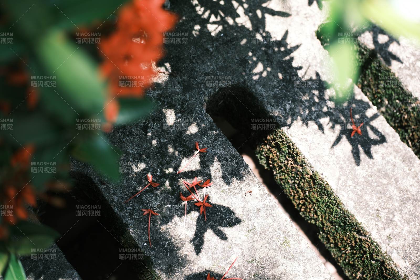 光影交错的花影与石墙图片