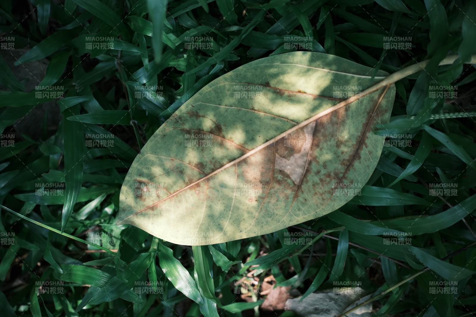 落叶静卧绿草间图片