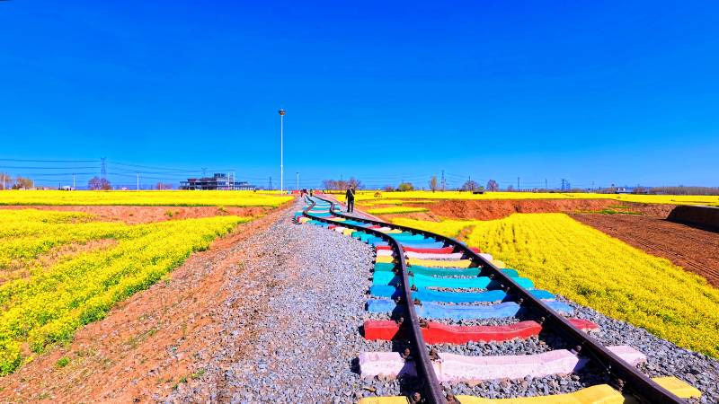 邢台沙河红薯岭彩色铁轨穿越油菜花田图片