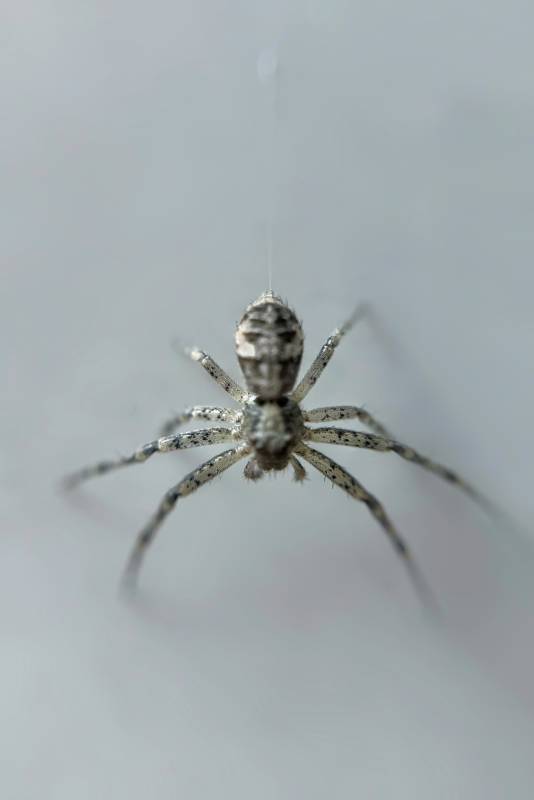 墙上的蜘蛛特写图片