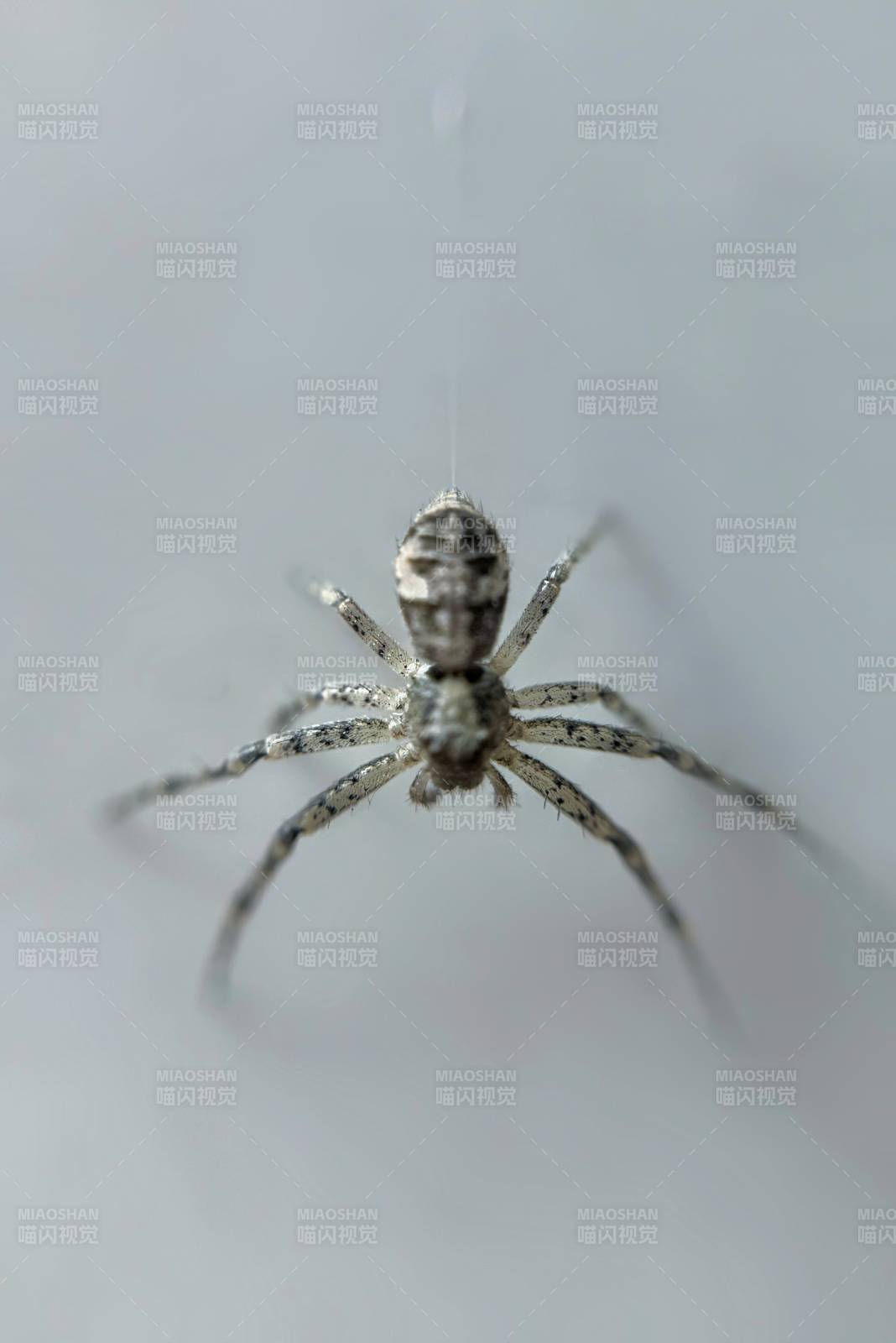 墙上的蜘蛛特写图片