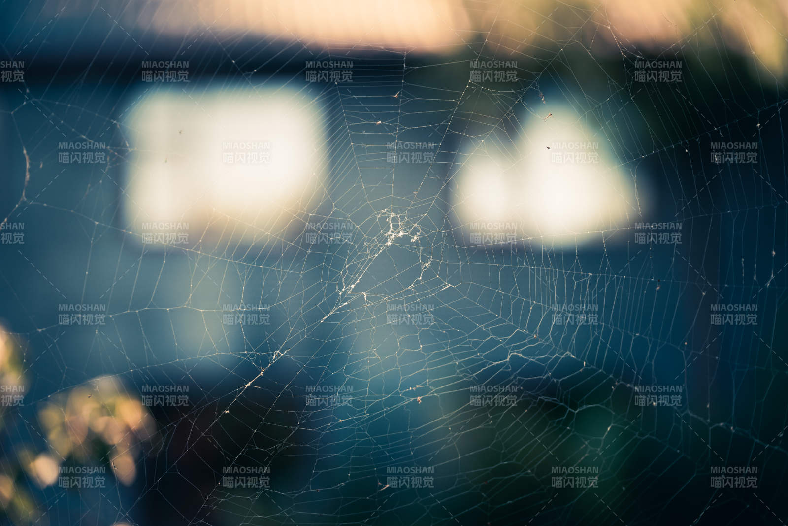 蛛网晨曦 静谧之美图片