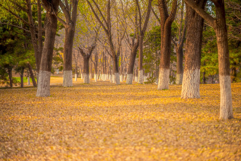 秋日林间落叶铺金图片