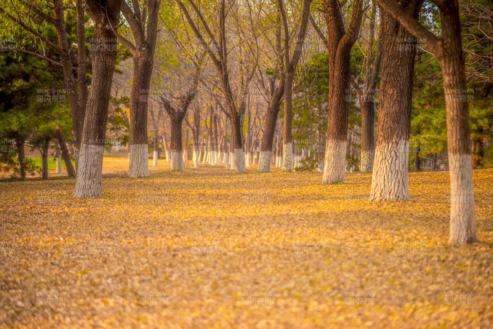 秋日林间落叶铺金图片