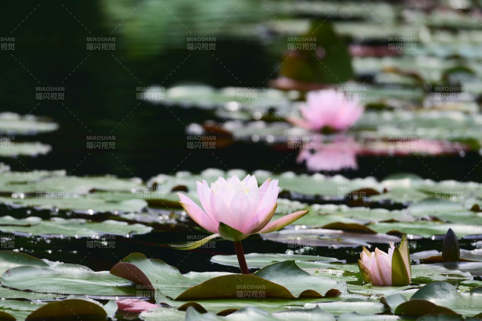 清晨7:00，杭州西湖茅家埠的睡莲图片