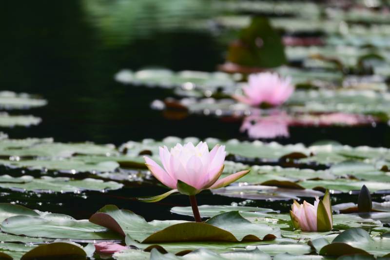 清晨7:00，杭州西湖茅家埠的睡莲图片