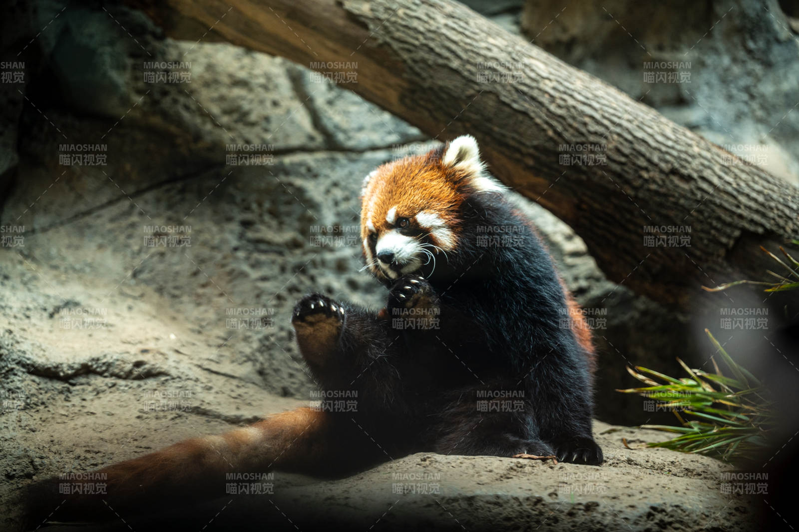 小熊猫悠闲地坐着图片