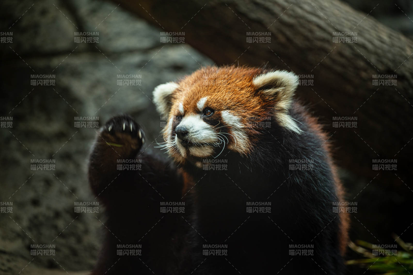 小熊猫的可爱瞬间图片