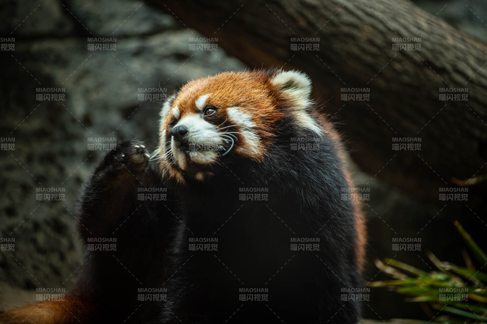 小熊猫的悠闲时光图片