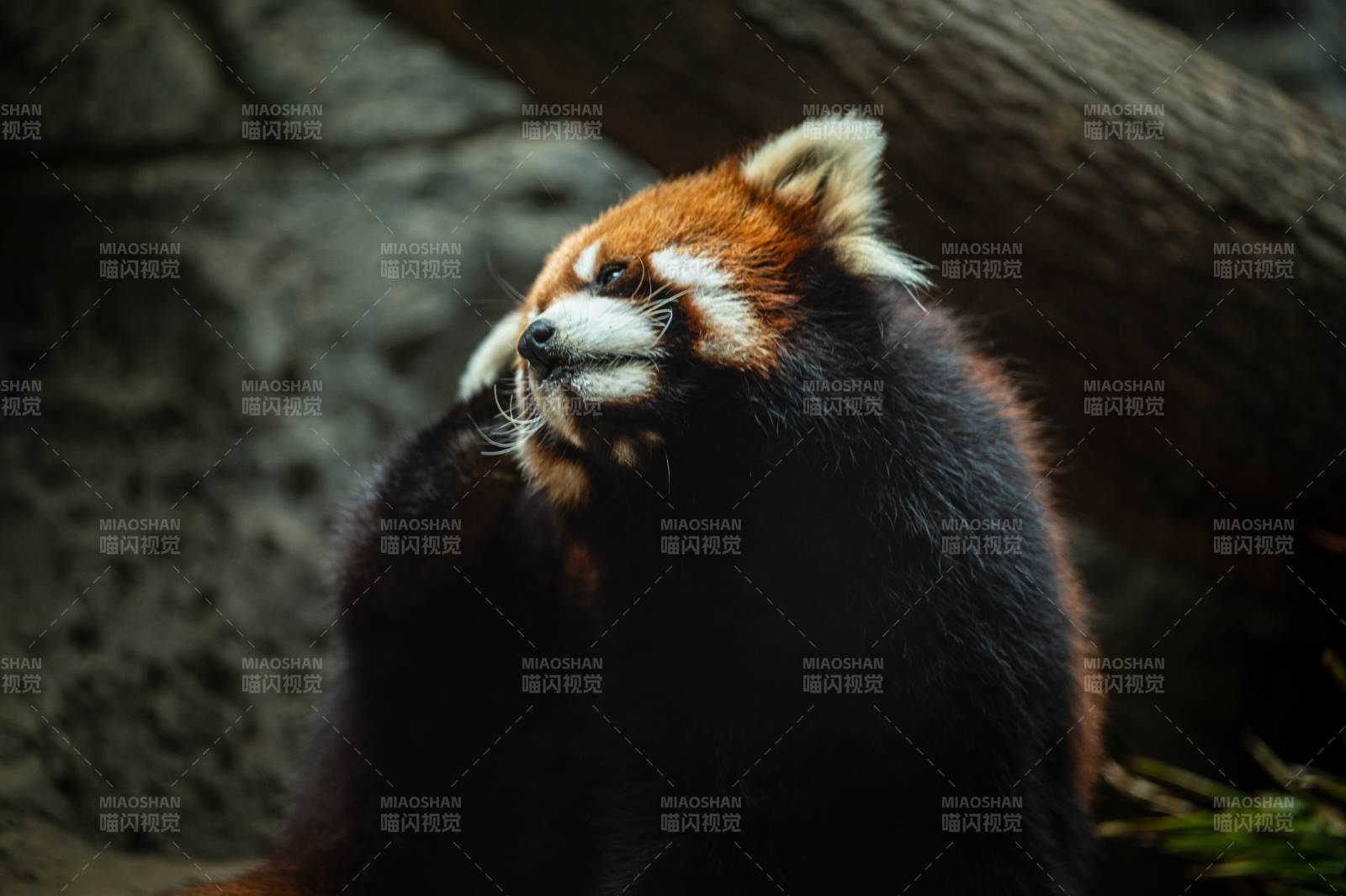 小熊猫的悠闲时光图片