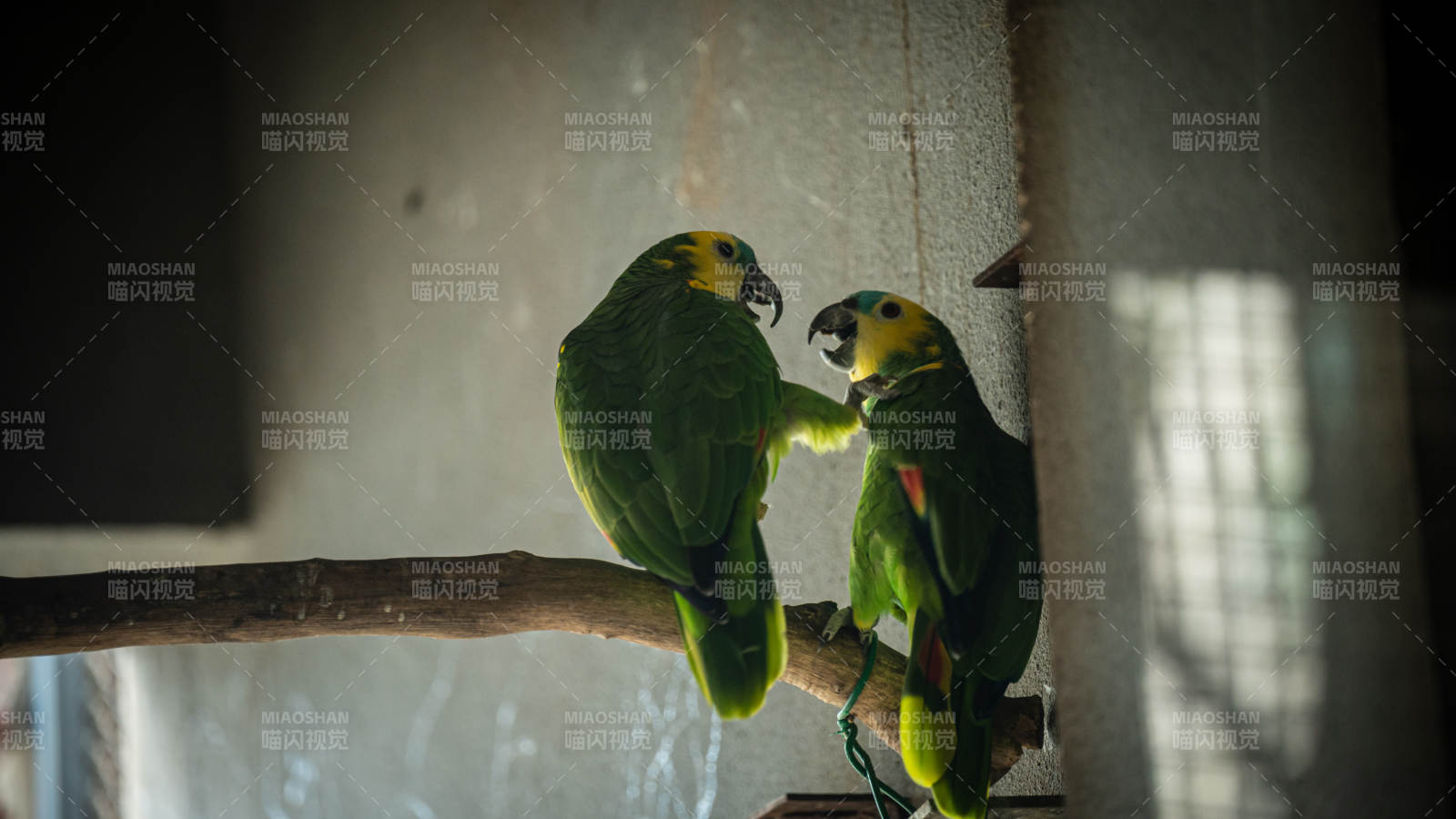 两只鹦鹉在枝头互动图片