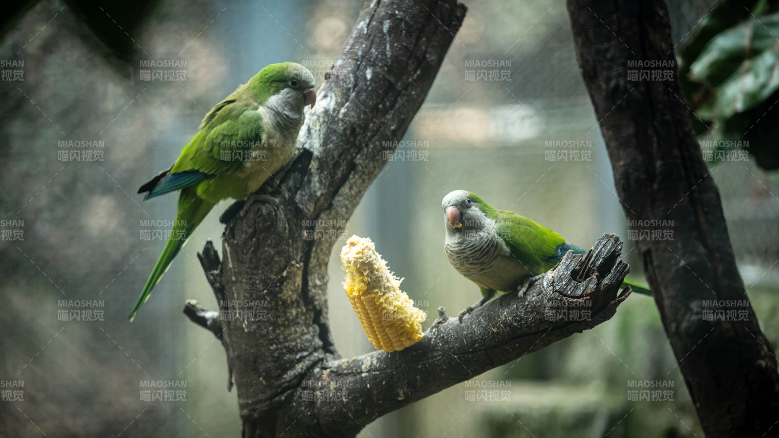 鹦鹉共食玉米枝头景图片