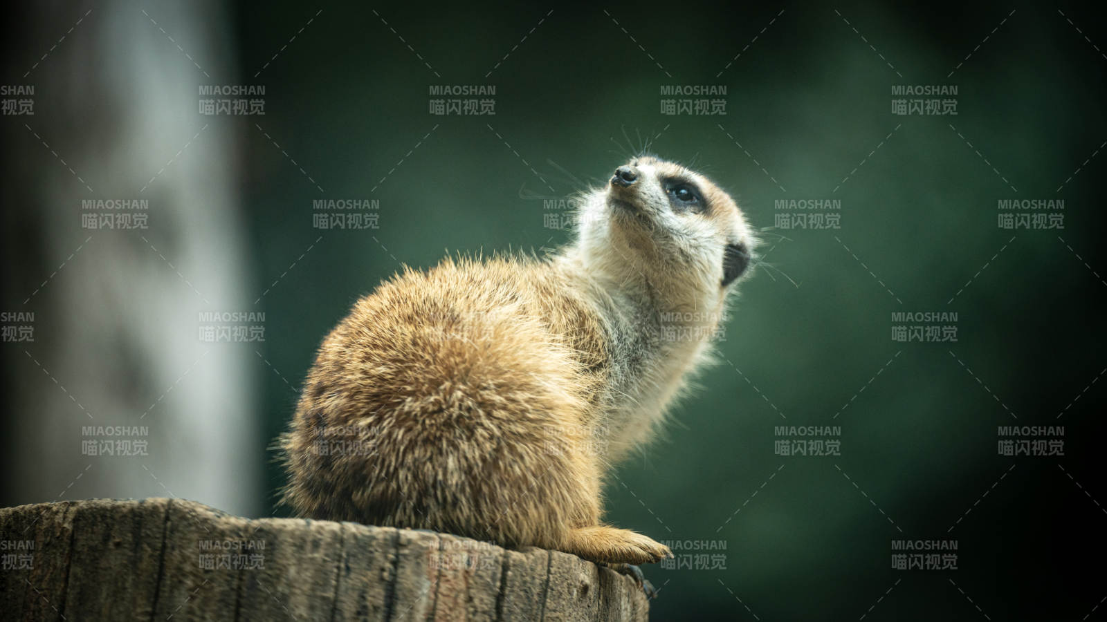 警觉的猫鼬图片