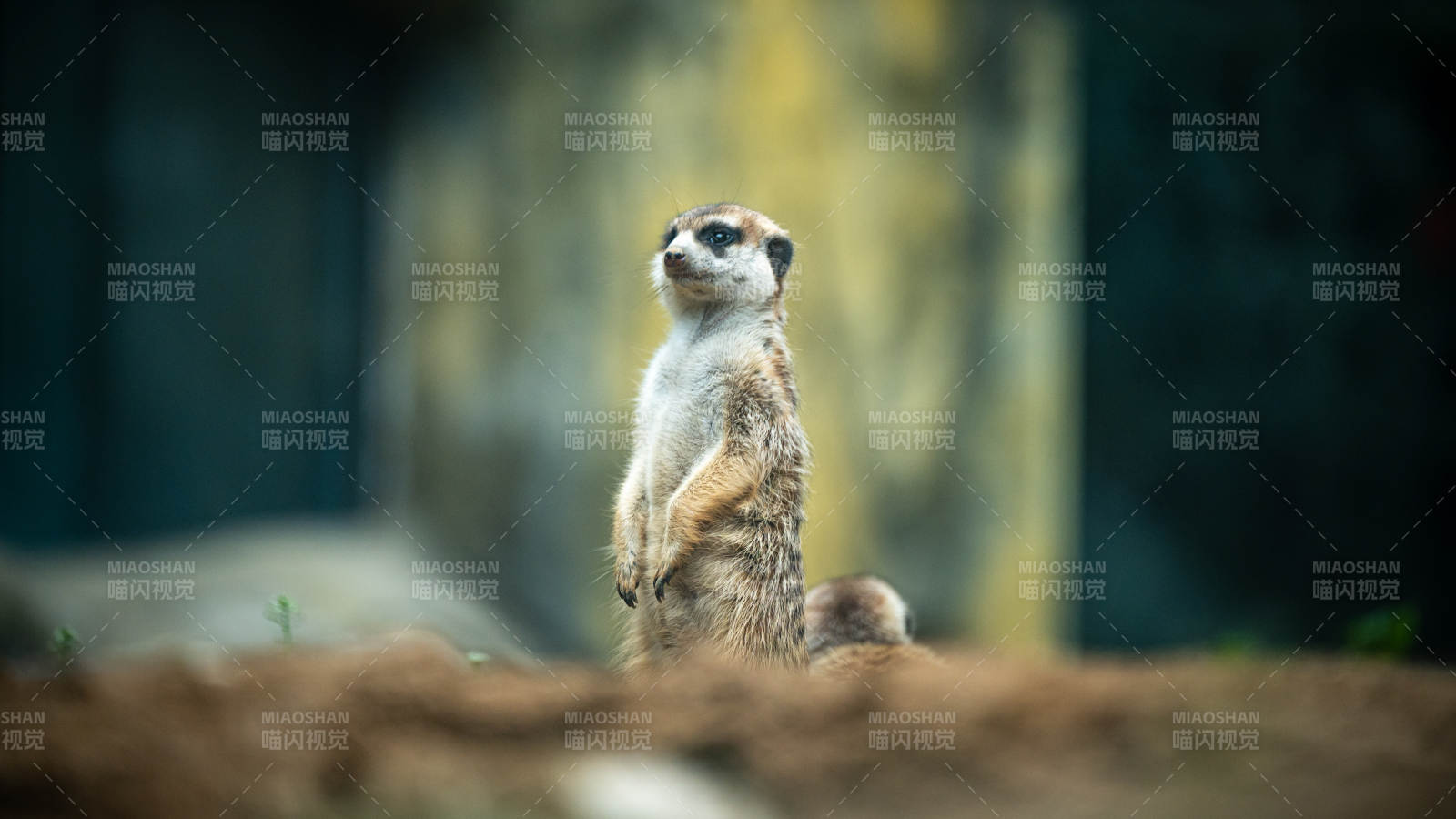 警觉的猫鼬站立观望图片