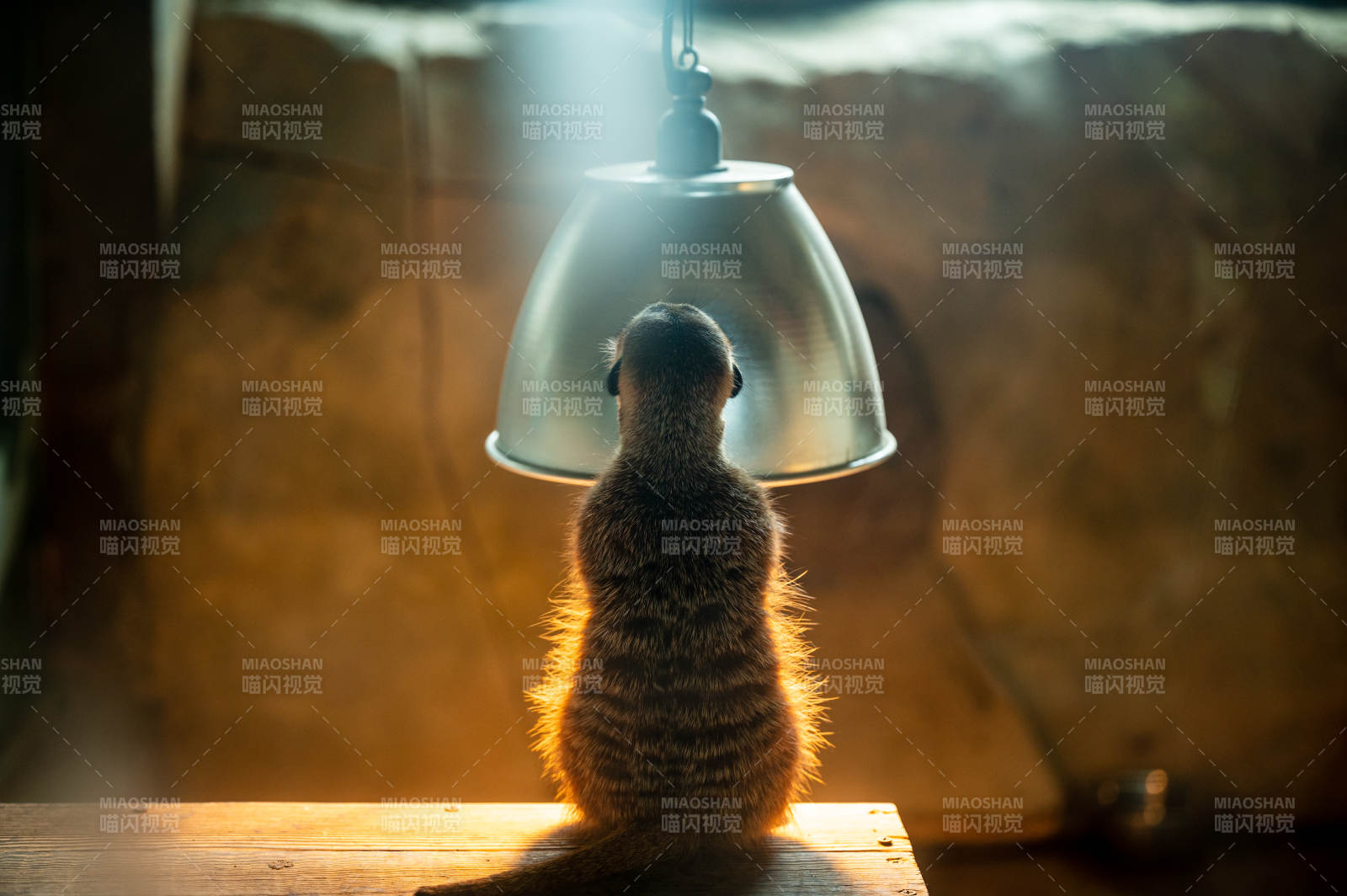 灯光下的好奇猫鼬图片