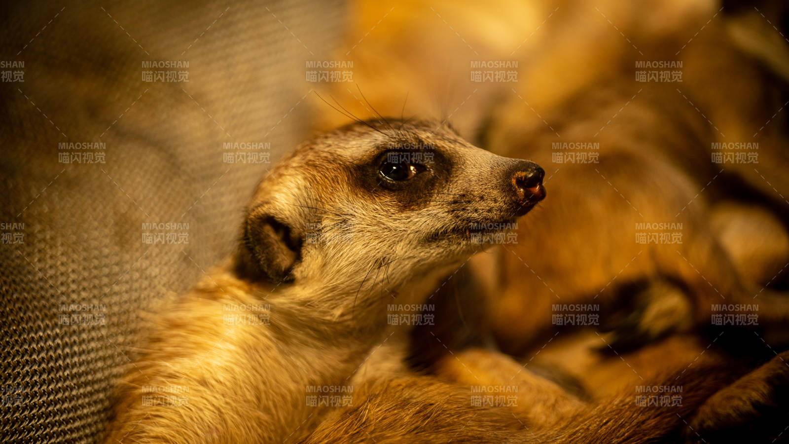 警觉的猫鼬图片
