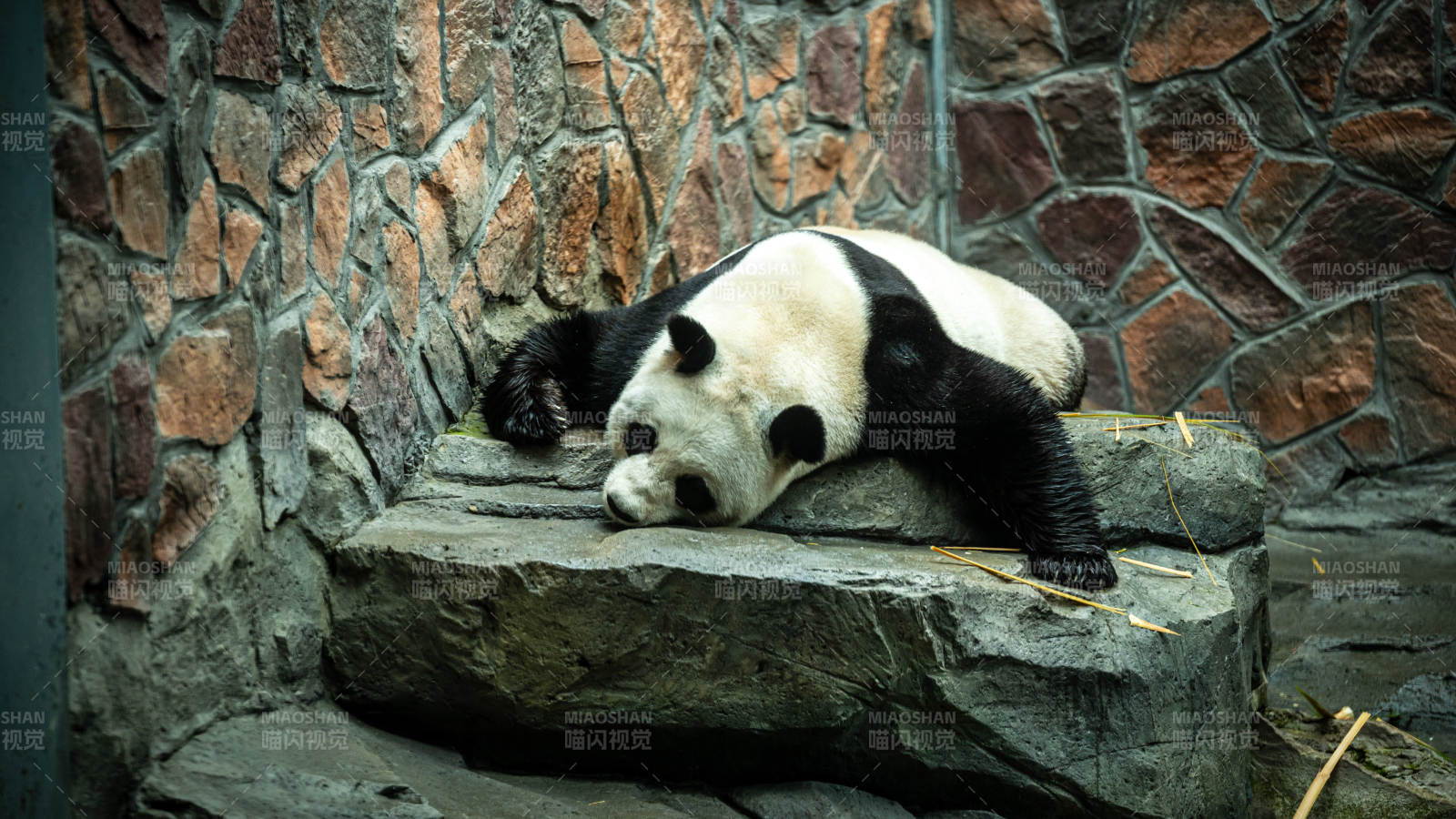 熊猫在石阶上熟睡图片