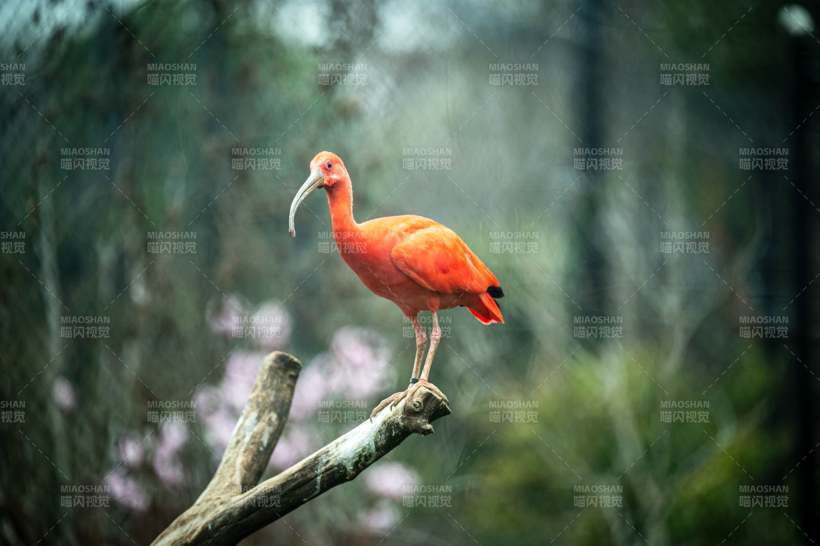 红鹮栖息枝头 静谧自然景图片