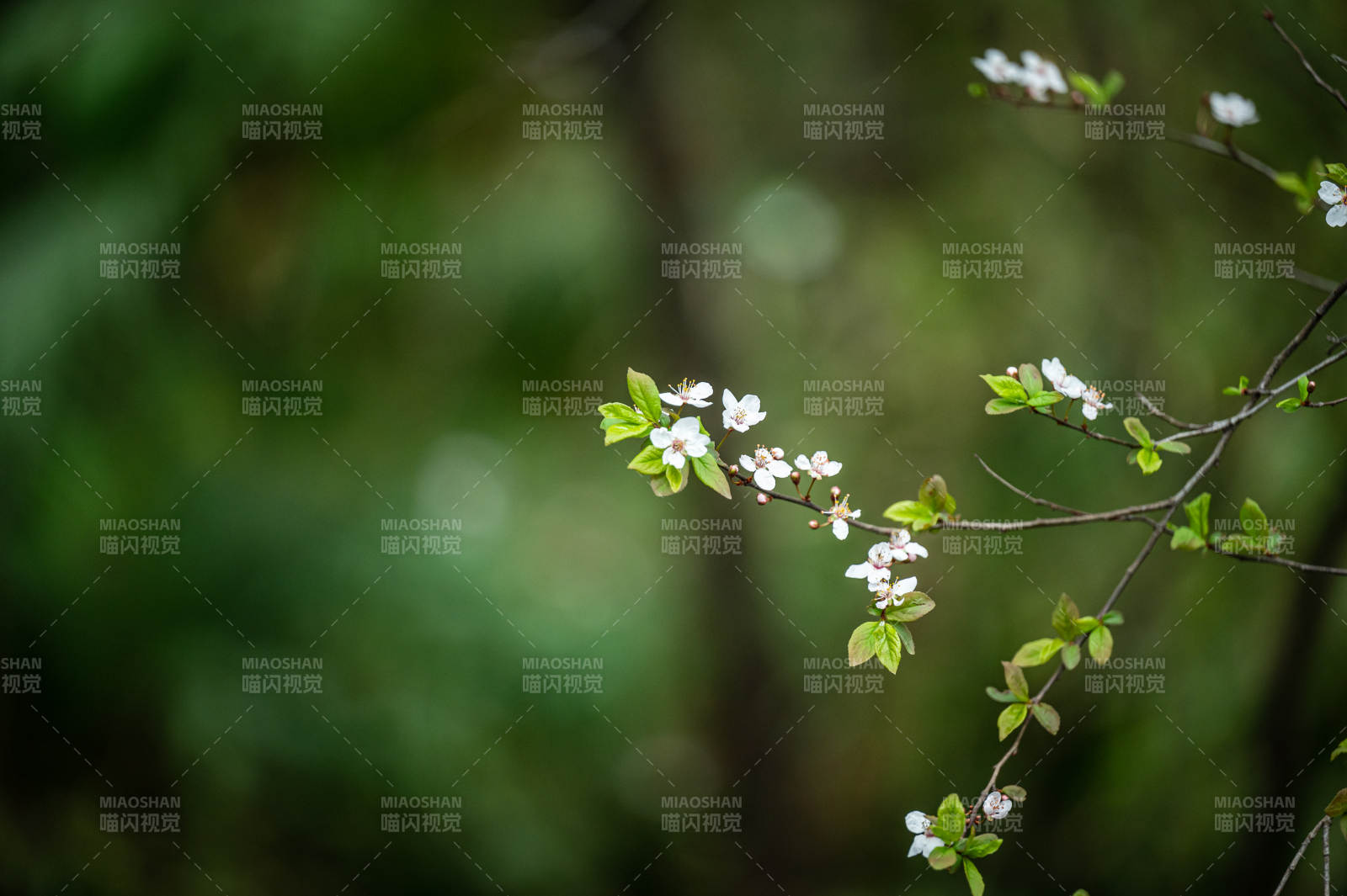 春日枝头绽放的花朵图片