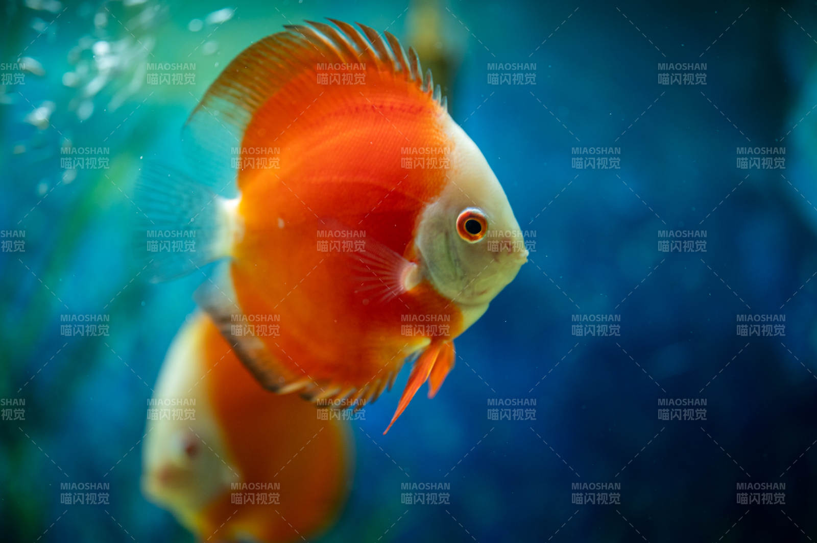 橙色神仙鱼水中游弋图片