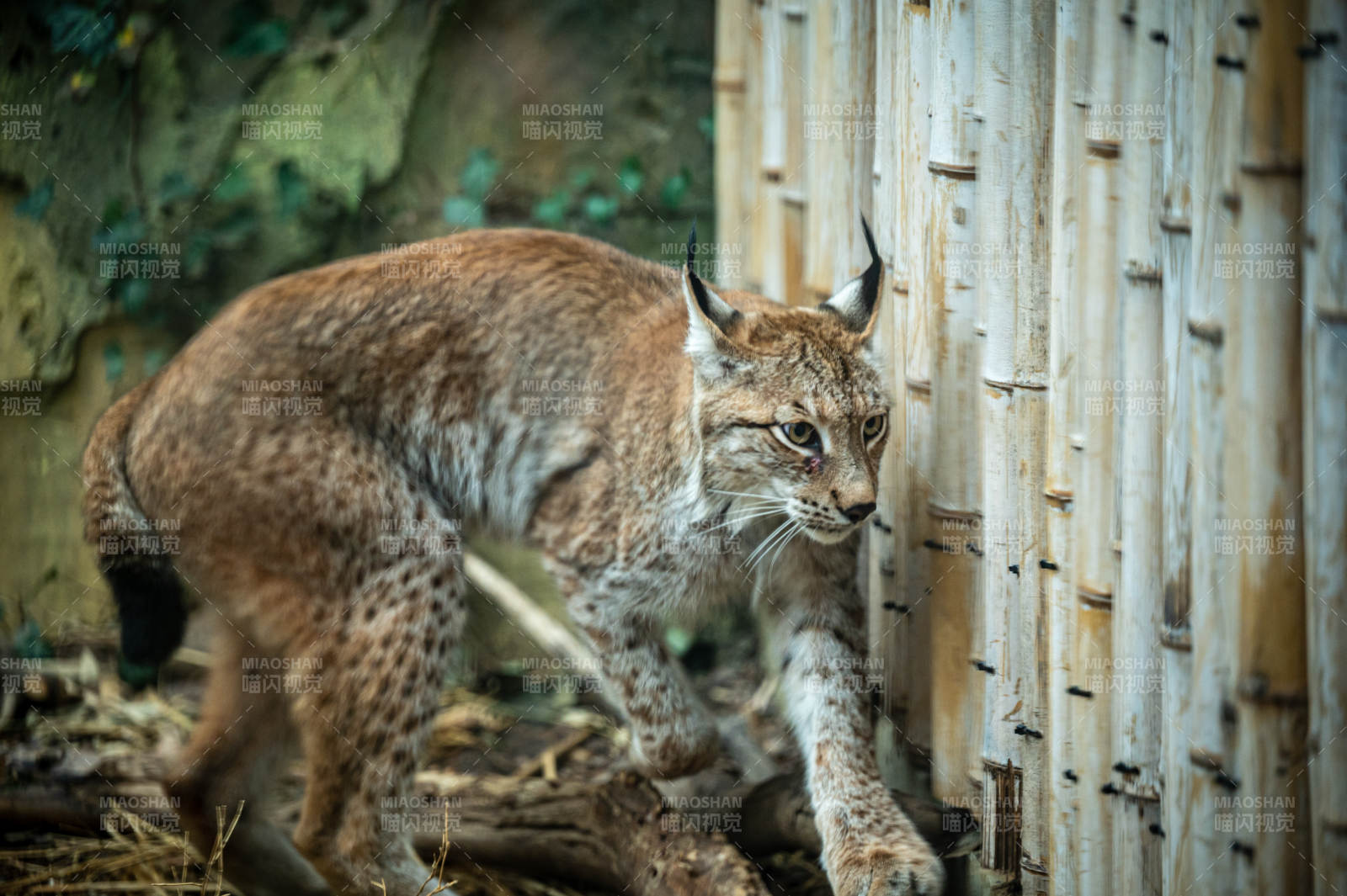 猞猁在木墙旁行走图片