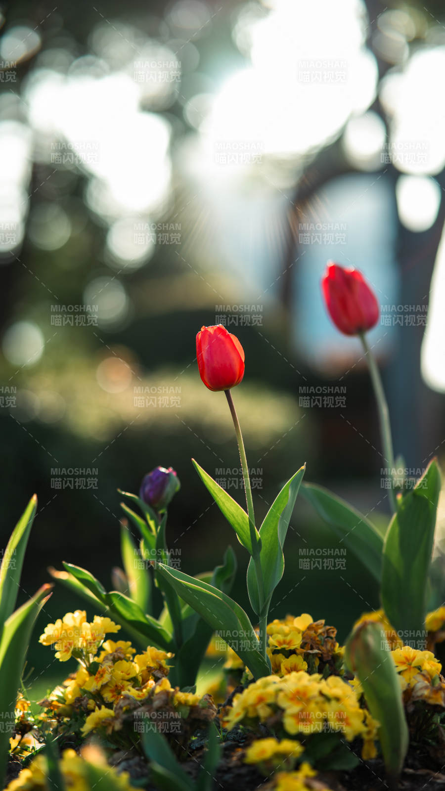 郁金香花丛中绽放图片
