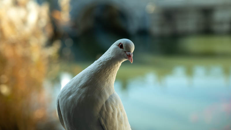 湖畔白鸽静思图图片