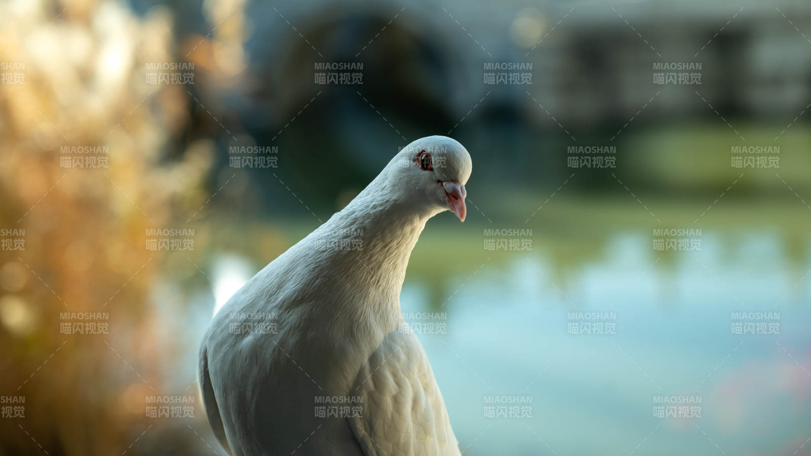 湖畔白鸽静思图图片