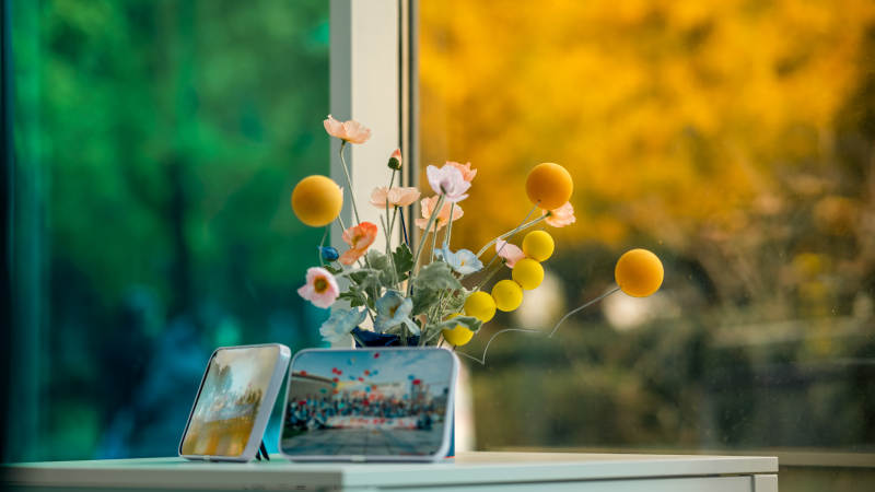 窗台上的秋日花影图片