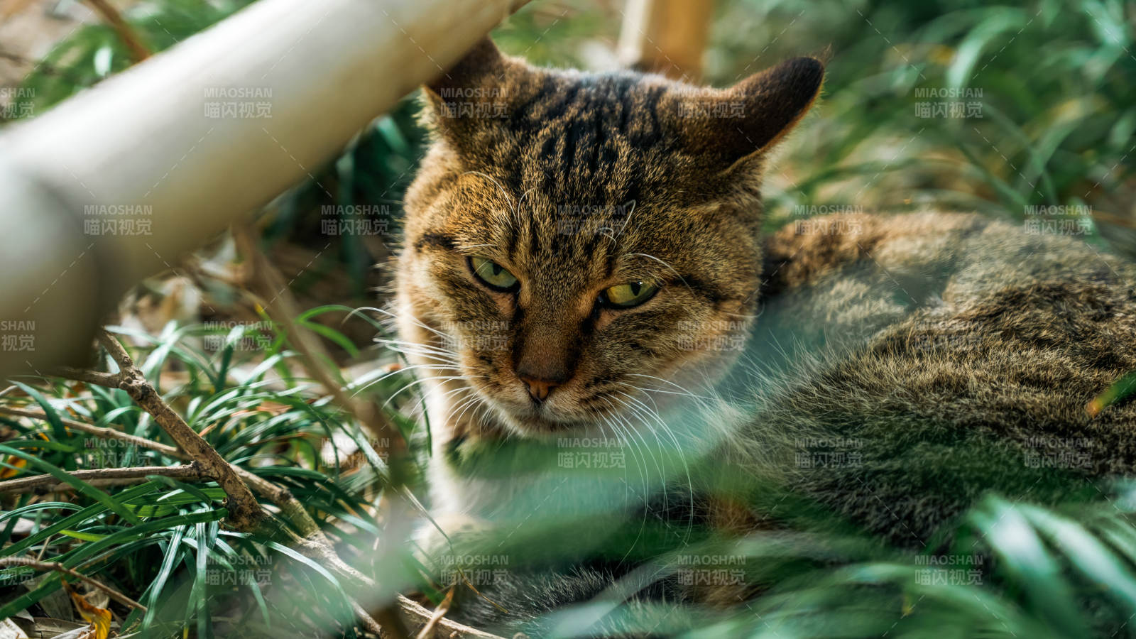 草丛中的野猫图片