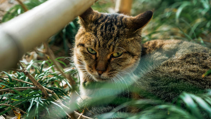 草丛中的野猫图片