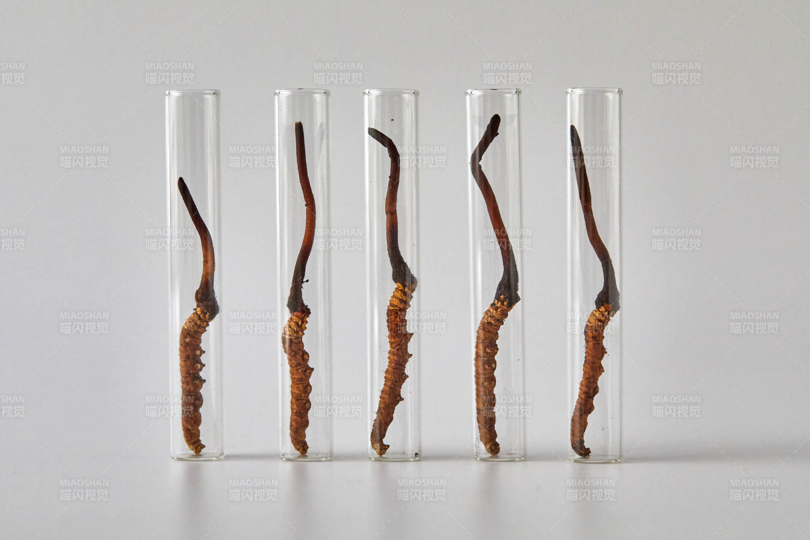 冬虫夏草试管展示图图片