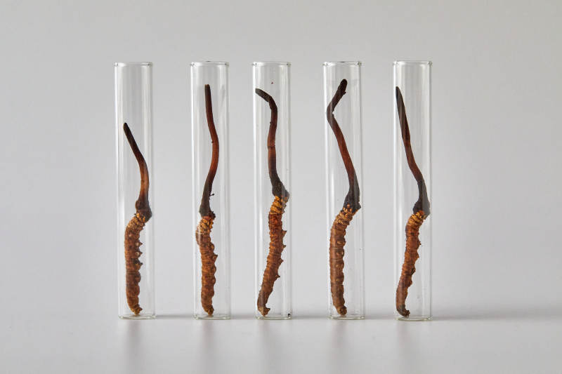 冬虫夏草试管展示图图片