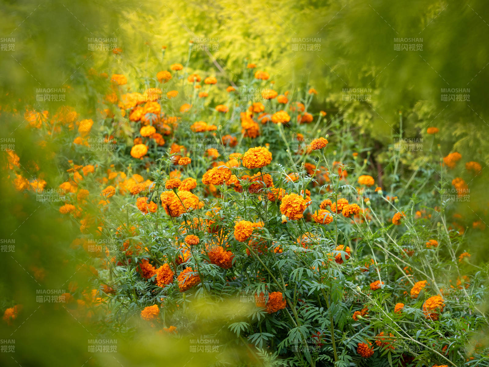 橙色万寿菊盛开的花园图片