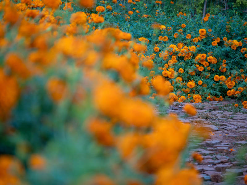 橙色花海小径图片