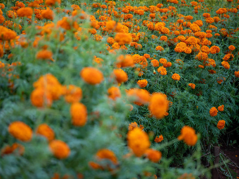 金盏花海 橙色绽放图片