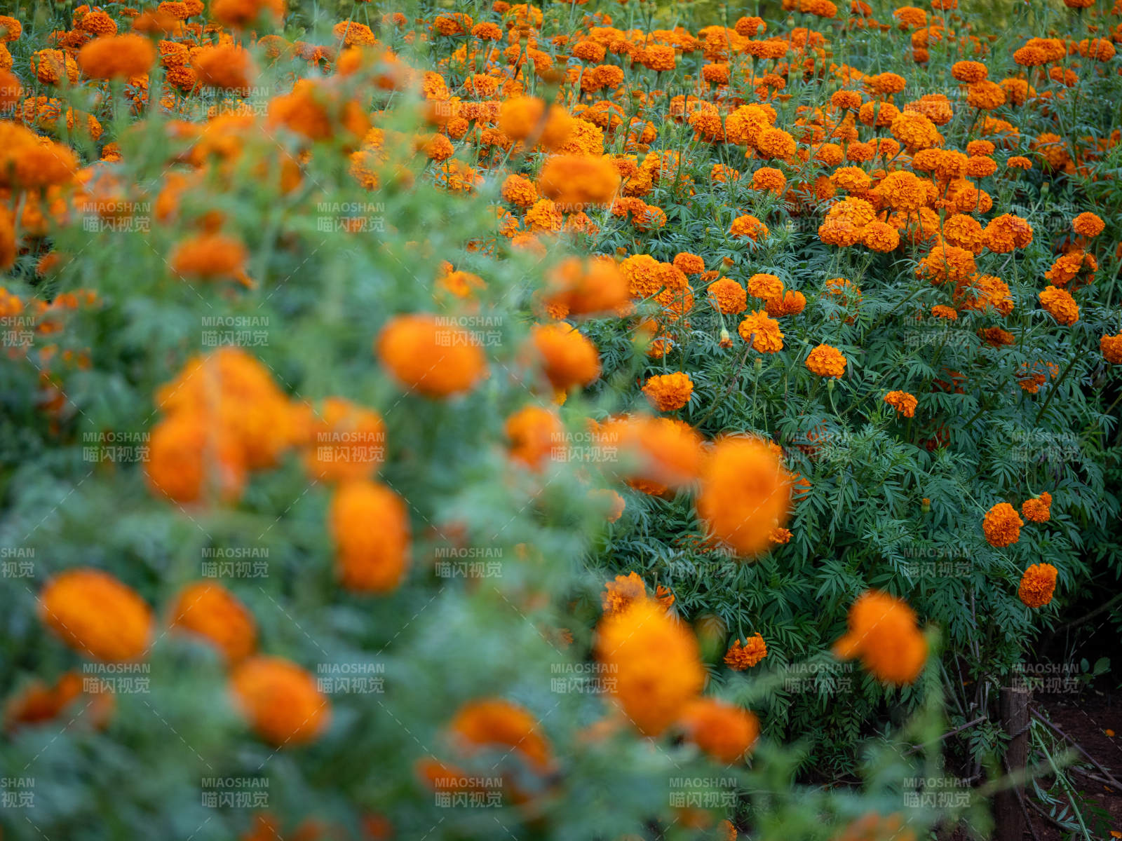 金盏花海 橙色绽放图片