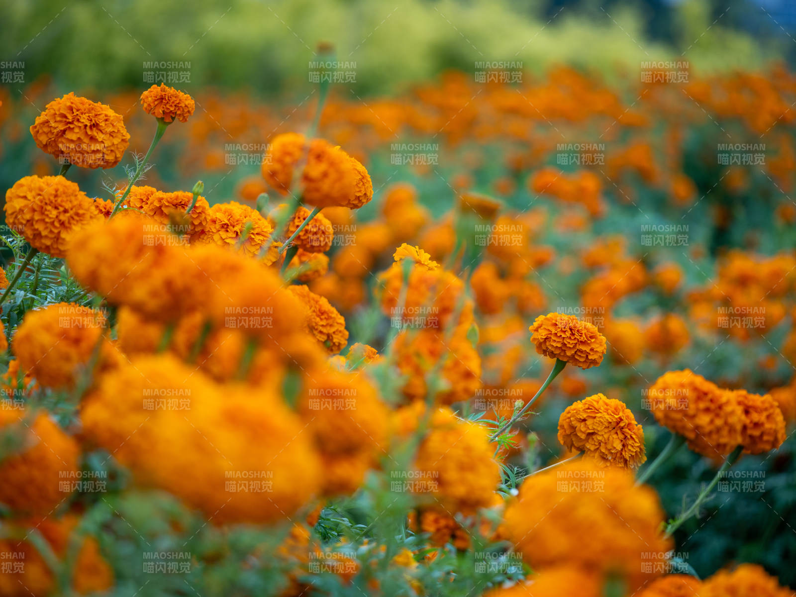 金盏花海 橙色绽放图片