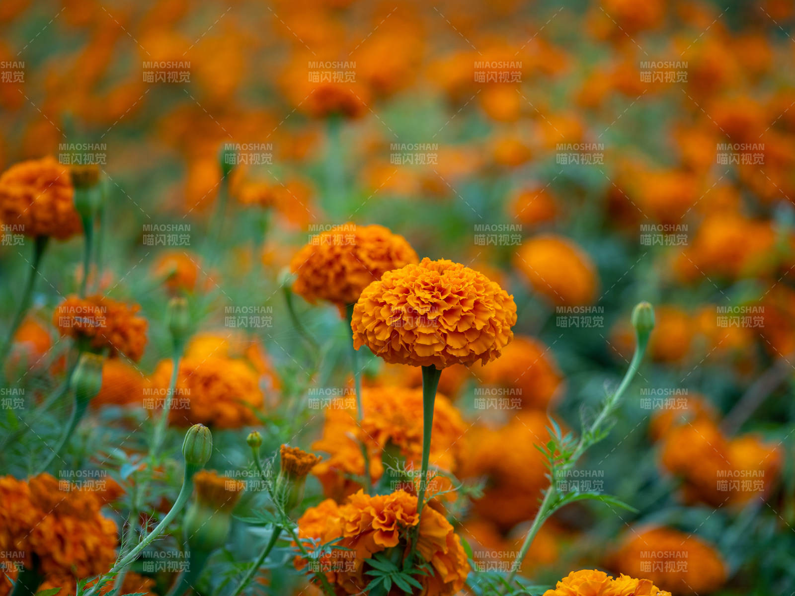 金盏花田 橙色绽放图片