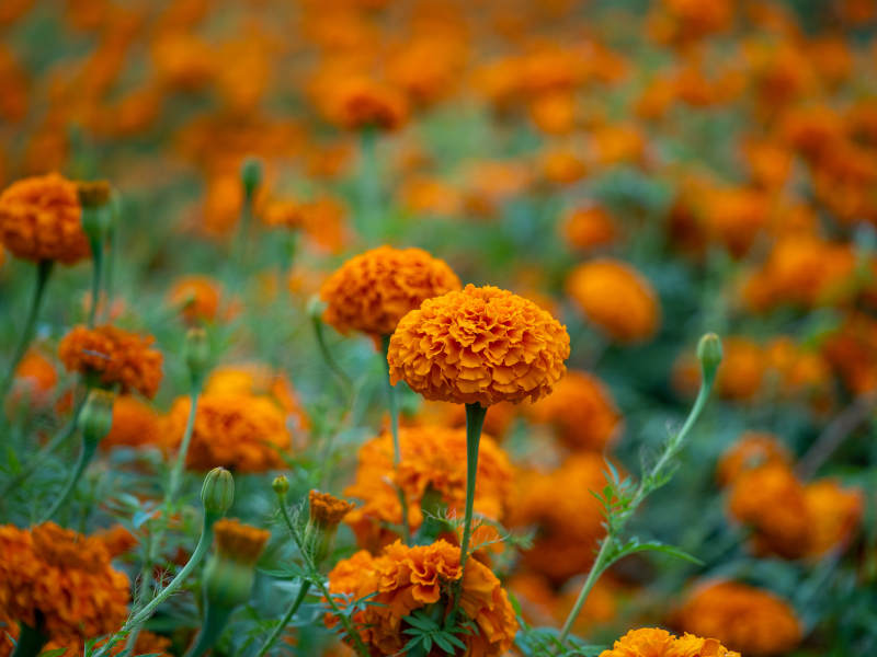 金盏花田 橙色绽放图片