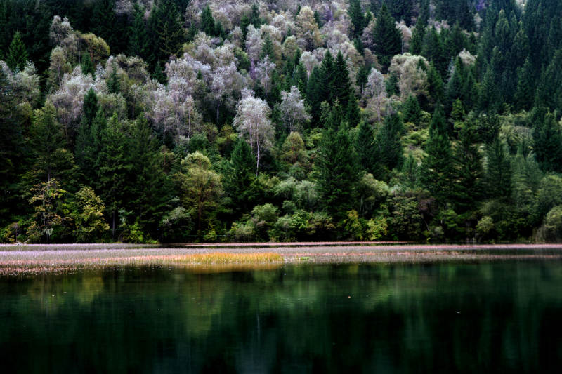 九寨沟森林倒影静谧景致图片